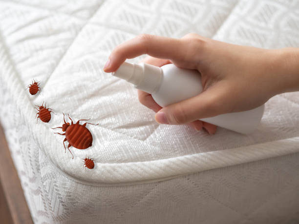 Best Local Pest Control Services  in Fort Washakie, WY